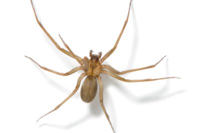 棕色隐士蜘蛛咬伤的症状