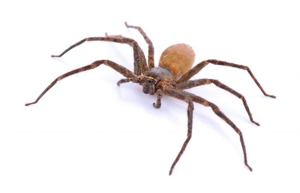 棕色隐士蜘蛛咬伤